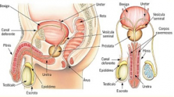 Sistema Ejaculatório Masculino