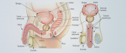 sistema ejaculatório masculino