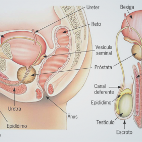 sistema ejaculatório masculino